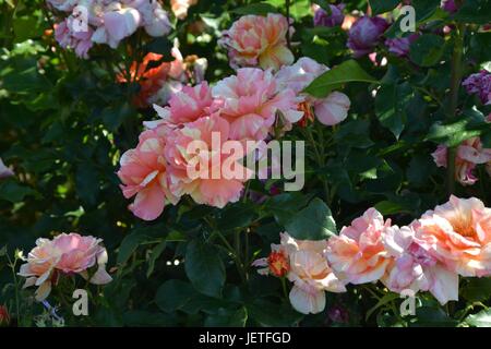 Le rose impressioni da IGA Berlin 2017, Esposizione Florovivaistica Internazionale Berlino dal Giugno 18, 2017, Germania Foto Stock