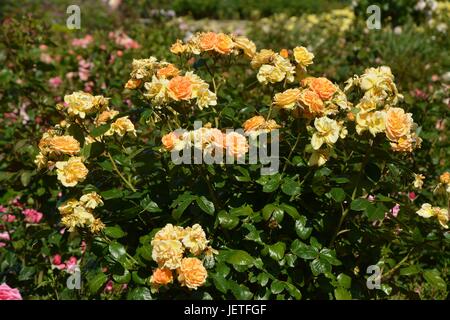 Le rose impressioni da IGA Berlin 2017, Esposizione Florovivaistica Internazionale Berlino dal Giugno 18, 2017, Germania Foto Stock