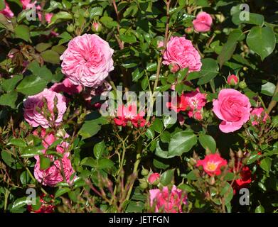 Le rose impressioni da IGA Berlin 2017, Esposizione Florovivaistica Internazionale Berlino dal Giugno 18, 2017, Germania Foto Stock