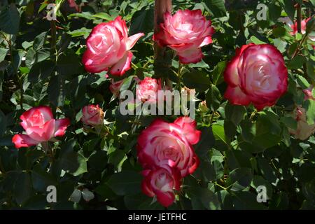 Le rose impressioni da IGA Berlin 2017, Esposizione Florovivaistica Internazionale Berlino dal Giugno 18, 2017, Germania Foto Stock