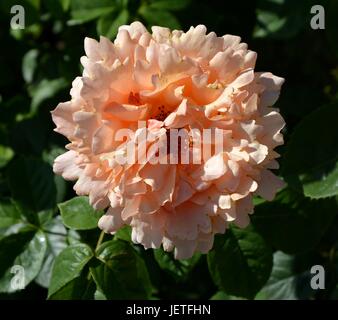 Le rose impressioni da IGA Berlin 2017, Esposizione Florovivaistica Internazionale Berlino dal Giugno 18, 2017, Germania Foto Stock