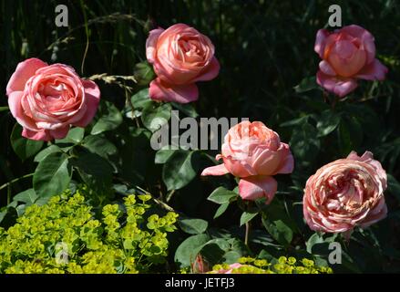 Le rose impressioni da IGA Berlin 2017, Esposizione Florovivaistica Internazionale Berlino dal Giugno 18, 2017, Germania Foto Stock