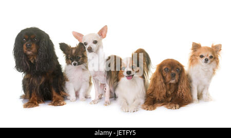 Un gruppo di piccoli cani di fronte a uno sfondo bianco Foto Stock