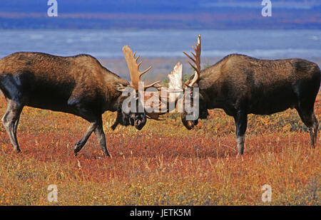 Elk's tori nel solco, Denali N.P., Alaska, Elchbullen in der Brunft - Denali N.P. Foto Stock