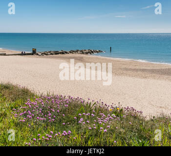 Mare Parsimonia o mare rosa (Armeria maritima) cresce sulle scogliere vicino Hengistbury Head Beach, Dorset, Regno Unito. Foto Stock