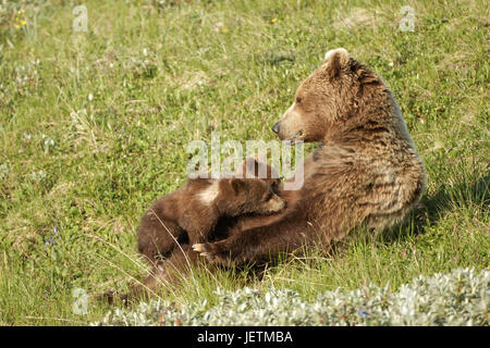 Brown ha-bear infermieri gemelli, Braunbaerin saeugt Zwillinge Foto Stock