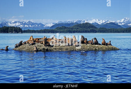 Di Steller leoni di mare prendere il sole su una roccia, Prince William Sound, Alaska, Steller Seeloewen sonnen sich auf einem Felsen - Prince William Sound - UNA Foto Stock