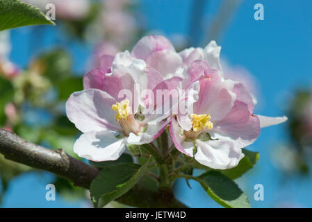 Rosa Bianco apple delicati fiori che sbocciano in una bella giornata di primavera contro un cielo blu, Berkshire, può Foto Stock