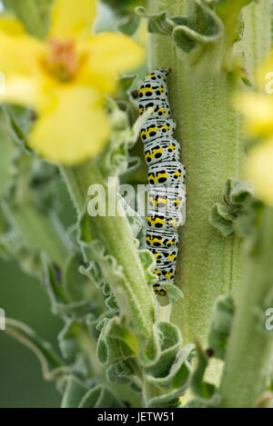 Mullein moth, Cucullia verbasci, caterpillar alimentazione su grande giallo giardino ornamentale mullein, Molène sp., Berkshire, Giugno Foto Stock