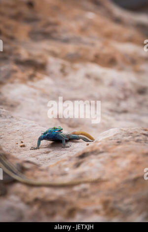 Sekukhune lucertola piatta (Platysaurus orientalis) sulla pietra, Sud Africa e Africa Foto Stock