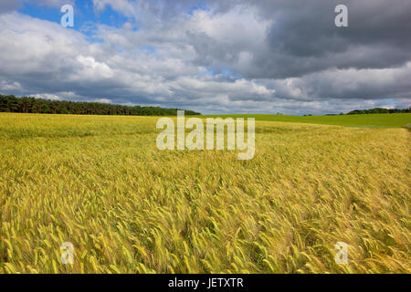 Un verde oro maturazione raccolto di orzo con alberi e siepi in scenic yorkshire wolds sotto un cielo blu in estate Foto Stock