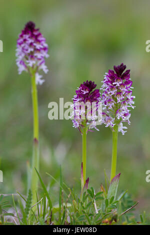 Bruciò orchidee / bruciato-punta orchidea (Neotinea ustulata / Orchis ustulata) in fiore Foto Stock