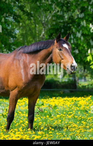 Bay colorato cavallo Trakehner, Est warmblood prussiano razza di cavallo in campo, Germania Foto Stock