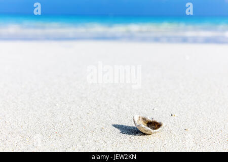 Shell, Coral reef sulla sabbiosa spiaggia tropicale delle Maldive, Oceano Indiano Foto Stock