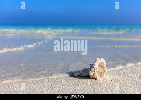 Shell, Coral reef sulla sabbiosa spiaggia tropicale delle Maldive, Oceano Indiano Foto Stock