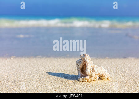 Shell, Coral reef sulla sabbiosa spiaggia tropicale delle Maldive, Oceano Indiano Foto Stock