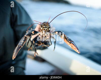 Persona in possesso di aragosta Foto Stock