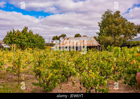 Gibson dei vini a passare la luce, la Barossa Valley, Sud Australia Foto Stock