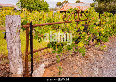 Vigneti che crescono su un antico cancello all'entrata di Gibson vini nella Barossa Valley, Sud Australia Foto Stock