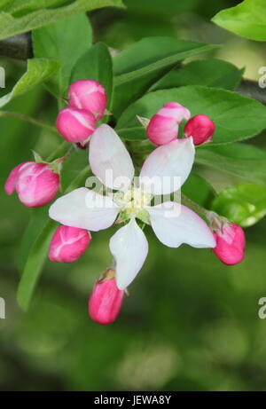 Wild crab apple tree (Malus sylvestris) in fiore nella campagna inglese a inizio primavera, REGNO UNITO Foto Stock