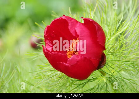 Paeonia tenuifolia, chiamato anche "foglia di felce peonia', fioritura in un giardino a fine aprile, REGNO UNITO Foto Stock