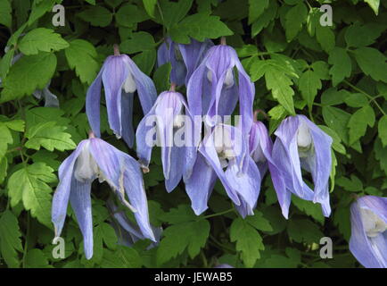 La clematide alpina "Francesca Rivis',una molla arrampicata flowering clematis, in piena fioritura in un giardino inglese - Aprile, REGNO UNITO Foto Stock