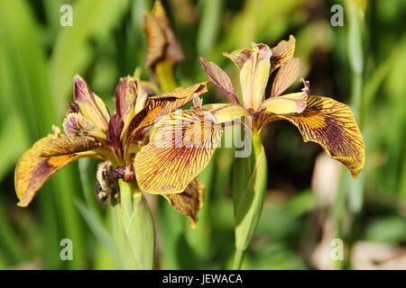 Siberian Iris (Iris Sibirica), fioritura al confine di un giardino Inglese a inizio estate (giugno), Regno Unito Foto Stock