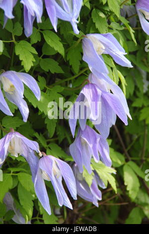 La clematide alpina "Francesca Rivis',una molla arrampicata flowering clematis, in piena fioritura in un giardino inglese - Aprile, REGNO UNITO Foto Stock