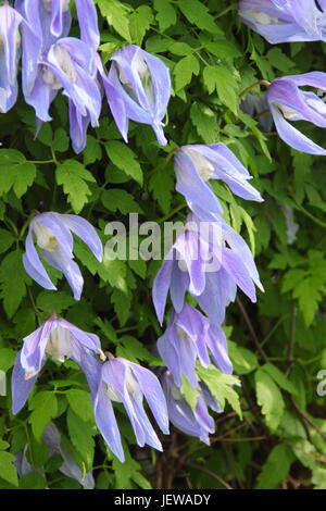 La clematide alpina "Francesca Rivis',una molla arrampicata flowering clematis, in piena fioritura in un giardino inglese - Aprile, REGNO UNITO Foto Stock