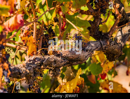 Close up di uve che crescono su vitigni nella Barossa Valley, Sud Australia. Foto Stock