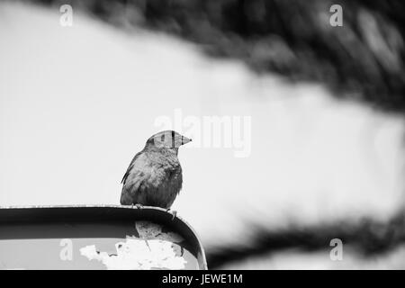 Immagine in bianco e nero del passero appollaiato su un cartello stradale Foto Stock