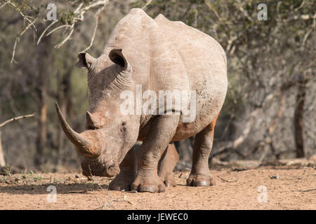 Sud della Pentecoste, Rhino Mkhuze Game Reserve, Sud Africa Foto Stock