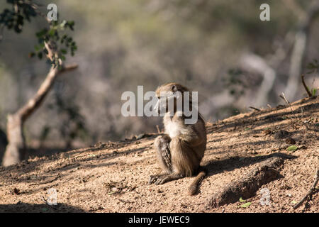 Un giovane babbuino, Mkhuze Game Reserve, Sud Africa Foto Stock