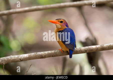 Kingfisher sul pesce persico. kuMahlahla nascondere, Mkhuze Game Reserve, Sud Africa. Foto Stock