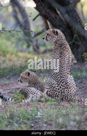 Madre di ghepardo e cub Mkhuze Game Reserve, Sud Africa Foto Stock