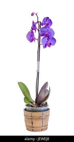 Malva Orchidea Ramo di fiori in un vaso vintage, Orchidaceae, Phalaenopsis noto come la falena Orchid, abbreviato Phal. Vaso marrone. Sfondo bianco. Foto Stock