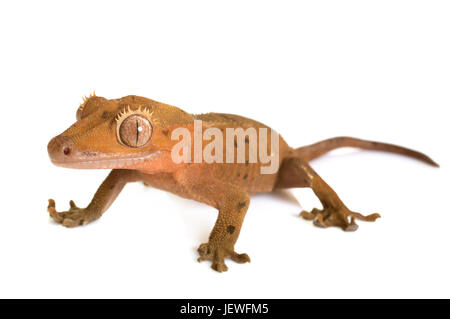 Crested gecko davanti a uno sfondo bianco Foto Stock