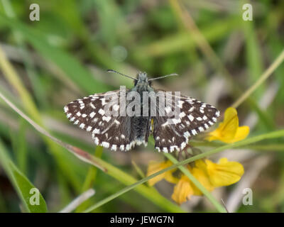 Skipper brizzolato butterfly (Pyrgus malvae) crogiolarsi in fase di riscaldamento sul chalkland verso il basso Foto Stock