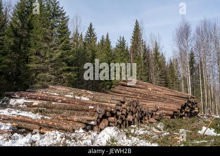 La silvicoltura. Logs accatastati in pile dopo il taglio Foto Stock