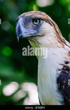 Philippine Eagle (Pithecophaga jefferyi), noto anche come la scimmia-eating Eagle, Davao, sull isola di Mindanao, Filippine Foto Stock