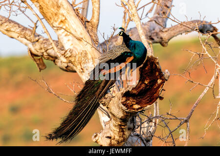 Un maschio pavone (Pavo cristatus) appollaiato in un albero - Yala National Park - Sri Lanka Foto Stock