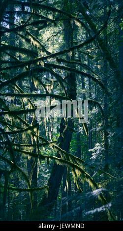 Immagine artistica di luce del sole che splende attraverso bellissimi rami di muschio di tall abete Douglas alberi in una profonda foresta verde. Isola di Vancouver, British Columb Foto Stock