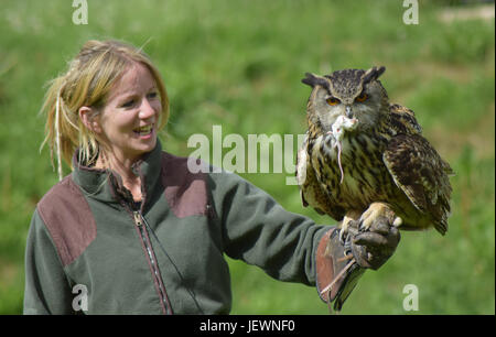 Il gufo reale, il display di falconeria - Scottish Centro Cervo, Cupar, prua di Fife, Scozia Foto Stock