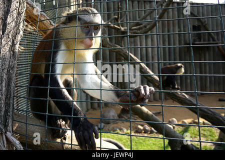 Scimmia imprigionato in un zoo Foto Stock