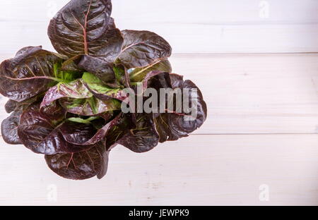 Insalata di lattuga isolato su bianco Foto Stock