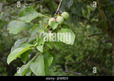 Victoria le prugne in crescita in un grappolo su albero re di alberi da frutta frutta estiva frutta comune giardino inglese impostazione con fuori fuoco gli alberi e i cespugli in Inghilterra Foto Stock