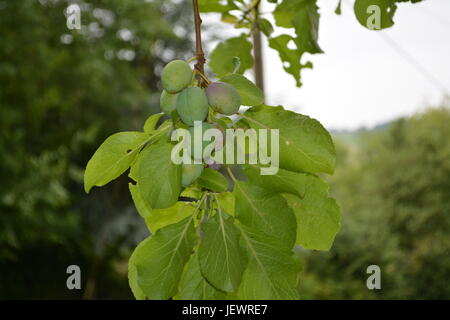 Victoria le prugne in crescita in un grappolo su albero re di alberi da frutta frutta estiva frutta comune giardino inglese impostazione con fuori fuoco gli alberi e i cespugli in Inghilterra Foto Stock