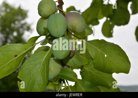 Victoria le prugne in crescita in un grappolo su albero re di alberi da frutta frutta estiva frutta comune giardino inglese impostazione con fuori fuoco gli alberi e i cespugli in Inghilterra Foto Stock