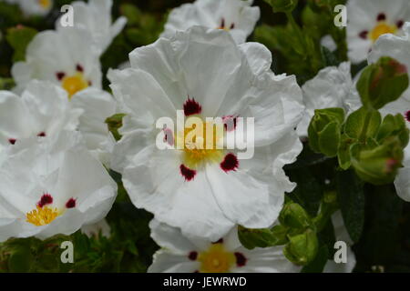 Close up di bianco rosso e giallo fiore giardino rock rose cisto in fiore Foto Stock