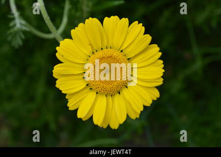 Chiusura del singolo fiore giallo daisy bloom petali rappresentanti purezza innocenza infanzia e la pulizia con fuori fuoco sfondo verde Foto Stock